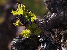 Briones, immerse yourself in the culture of La Rioja wine